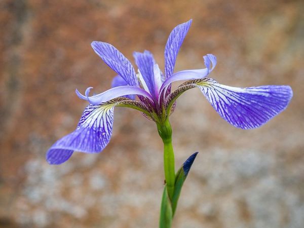 Maine Wild Iris-Schoodic Point-Schoodic Peninsula-Acadia National Park